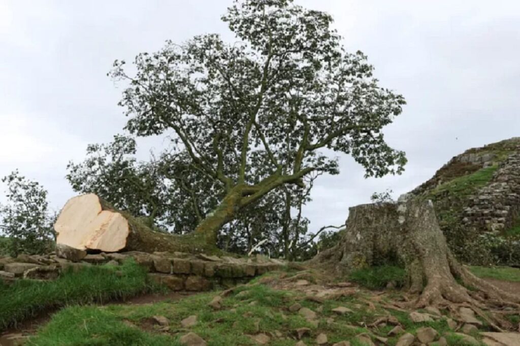 El famoso arbol de Sycamore Gap robin hood