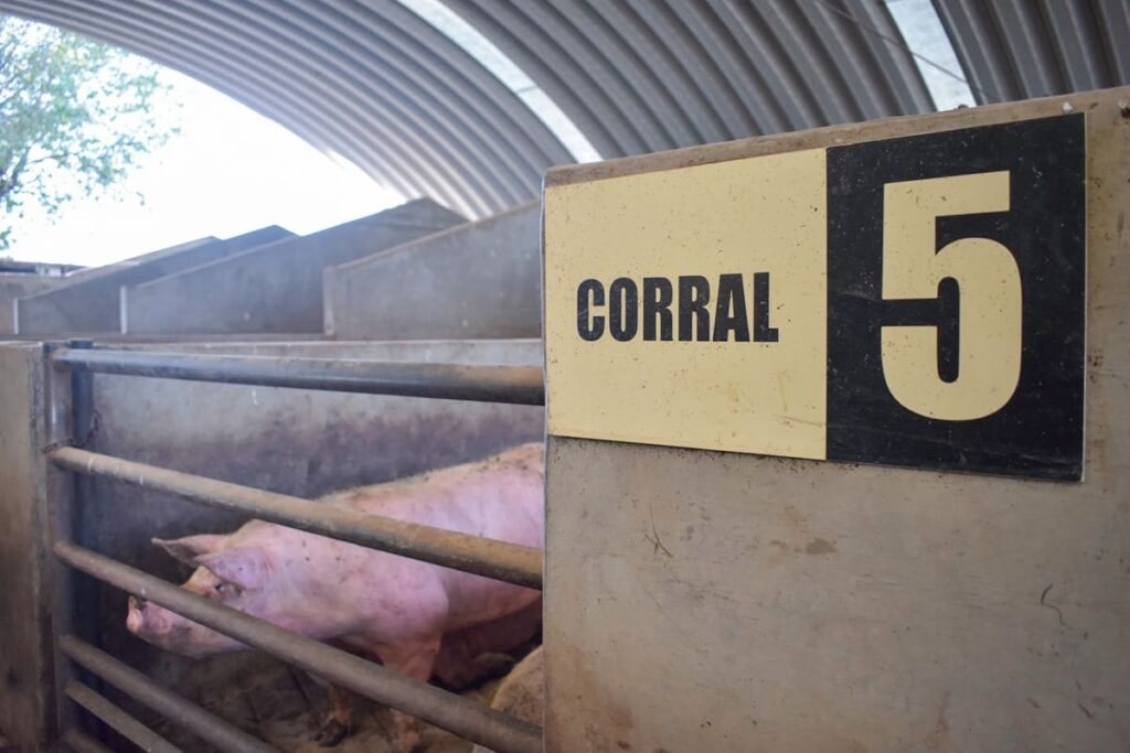 Rastros ilegales de Tlaxcala distribuyen carne en Puebla