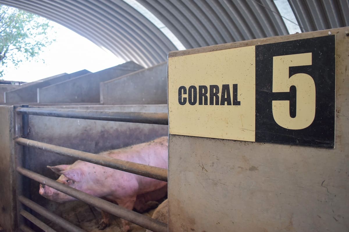 Rastros ilegales de Tlaxcala distribuyen carne en Puebla