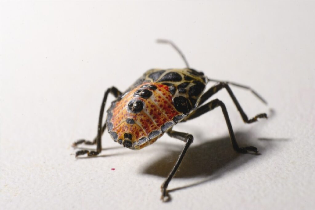 Plaga de chinches UNAM