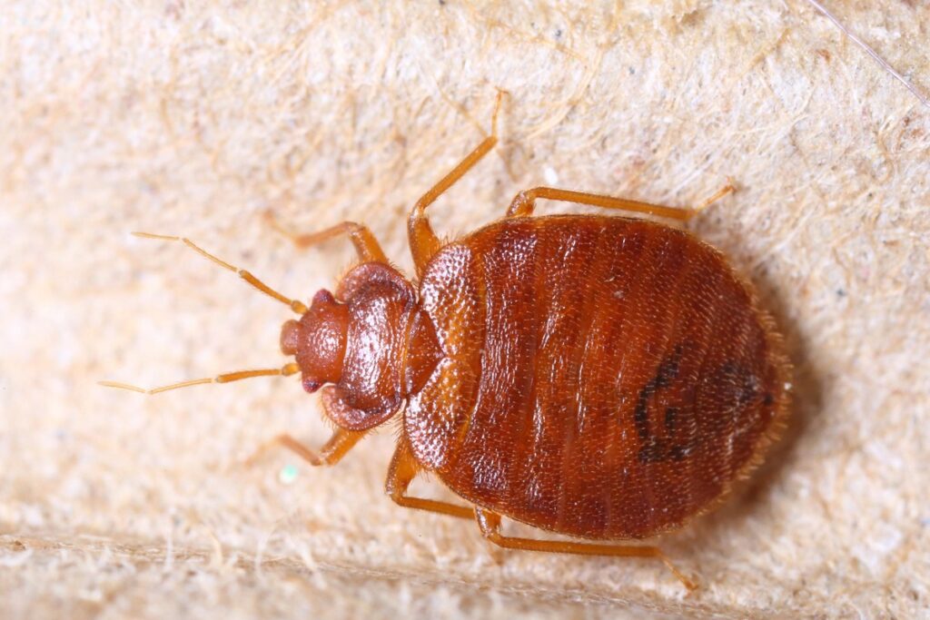chinches en la escuela de enfermería angelópolis