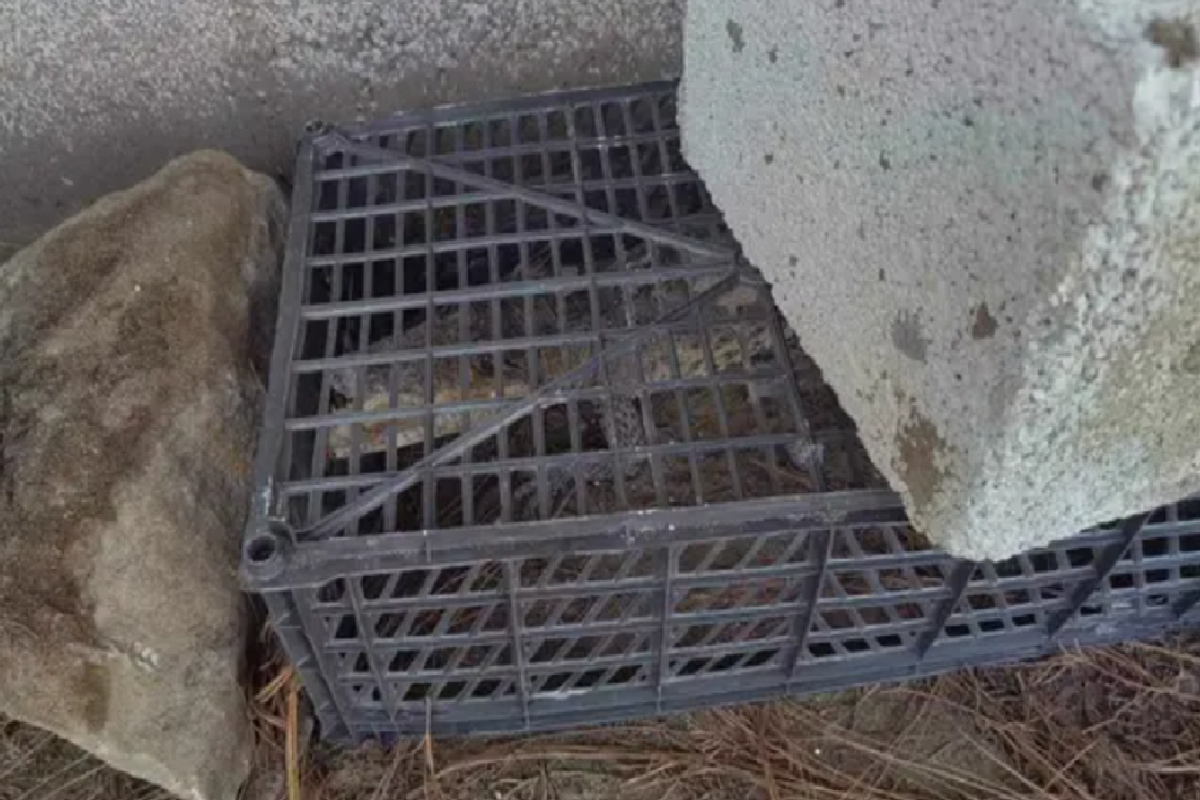 ¿Un cocodrilo en preescolar de Amozoc? Te explicamos lo que se sabe 1 cocodrilo en preescolar de Amozoc
