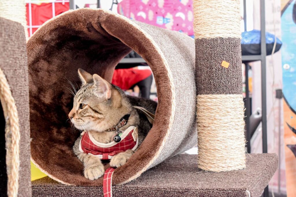 ofrenda para mascotas