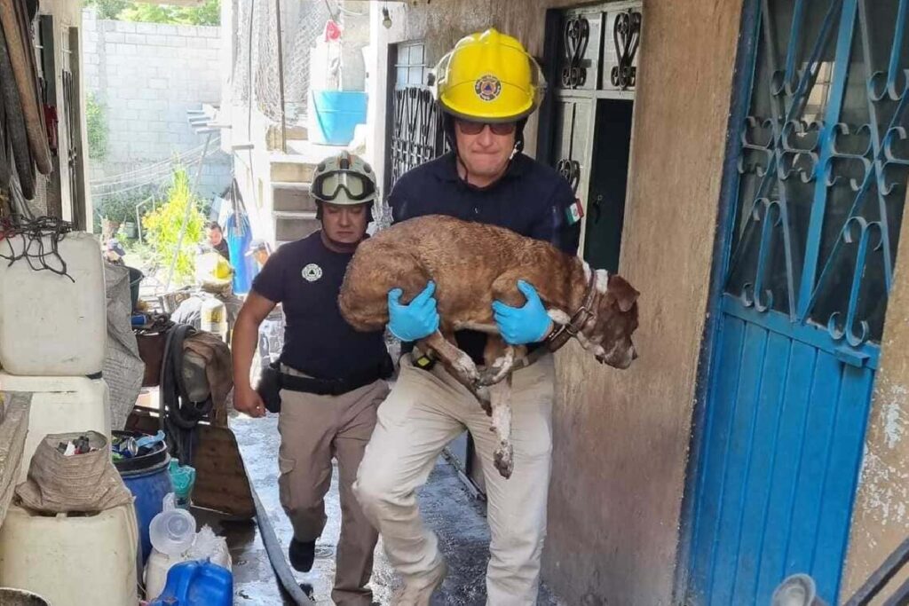 Bomberos rescatan a lomito de un incendio en San Pablo Xochimehuacán