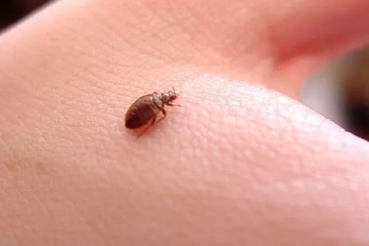 VIDEO: Reportan plaga de chinches en Escuela de Enfermería de Angelópolis 10 plaga de chinches