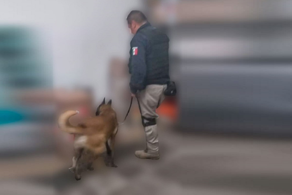 K9 de la Policía Municipal de Puebla asegura 41 kilos de posible droga 1 K9 de la Policía Municipal de Puebla asegura 41 kilos de posible droga