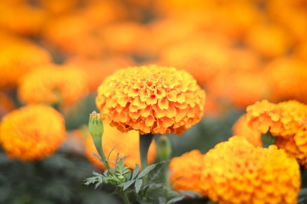 temporada de flor de cempasuchil en atlixco 2