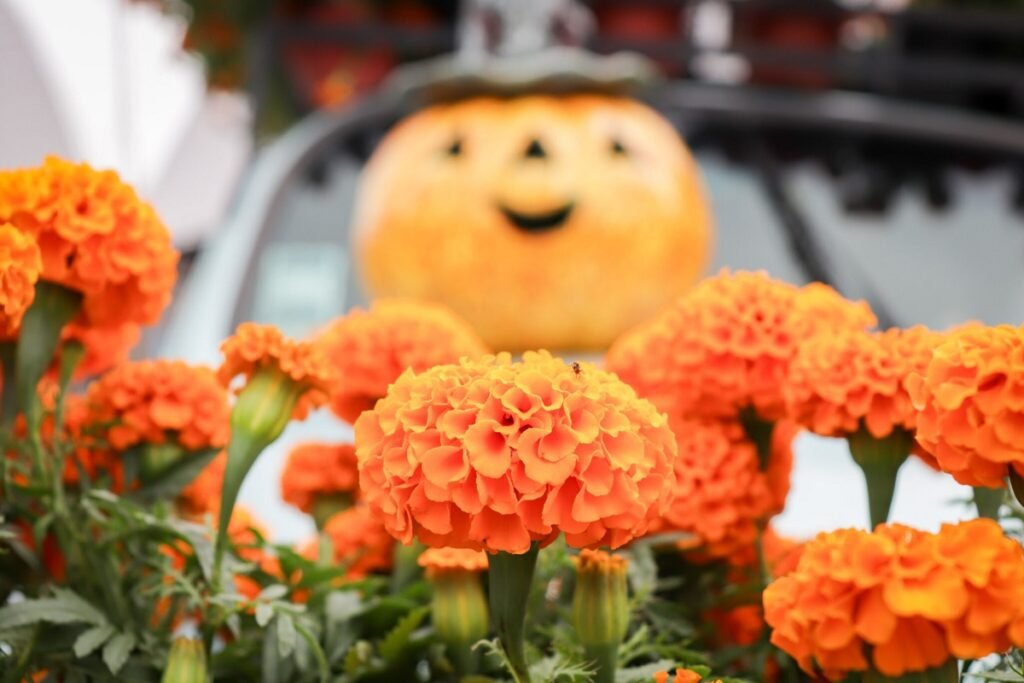 temporada de flor de cempasuchil en atlixco 4