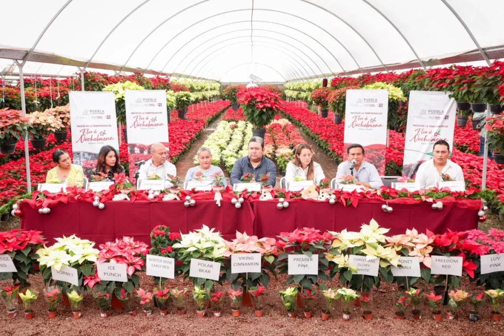 Temporada de Flor de Nochebuena 2023