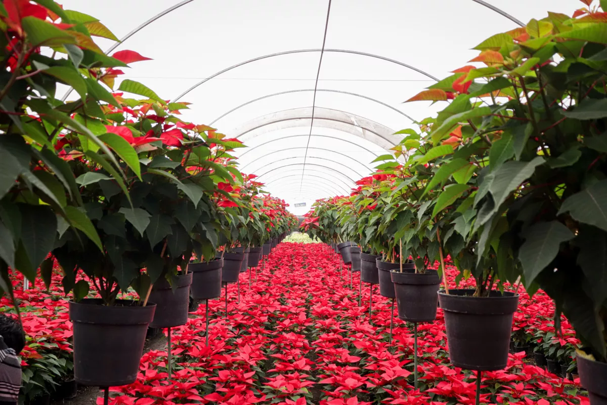 Comienza la venta de flor de Nochebuena en Atlixco: estos son los costos 14 flor de nochebuena en atlixco