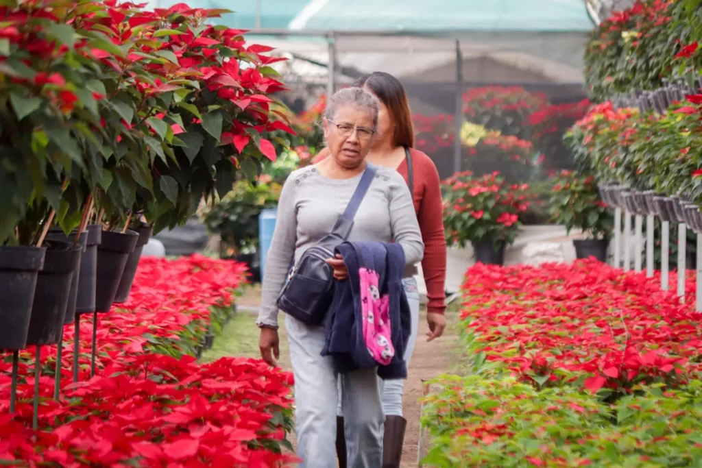 Temporada de Flor de Nochebuena 2023 4