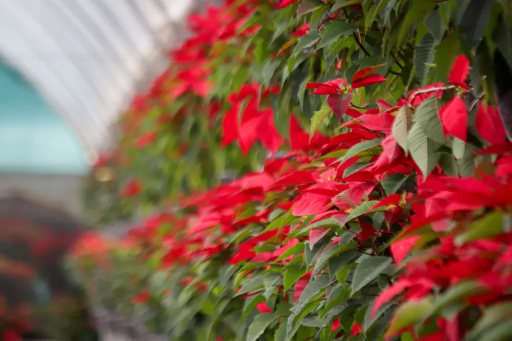 Temporada de Flor de Nochebuena 2023 5