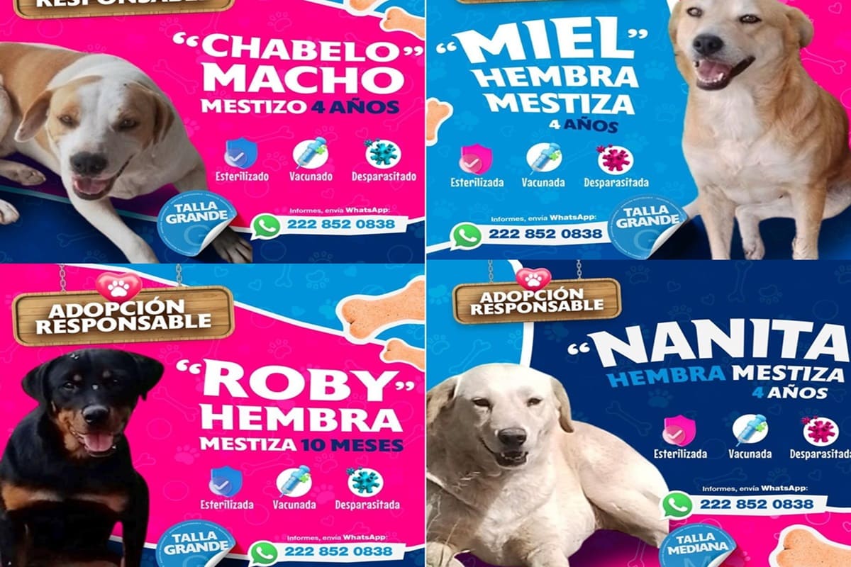 Invita Ayuntamiento de Puebla a adoptar animales de compañía y evitar el abandono 1 Adopción responsable Ayuntamiento de puebla