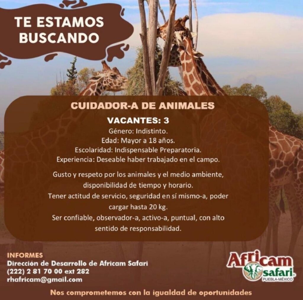 ciudador de animales africam safari
