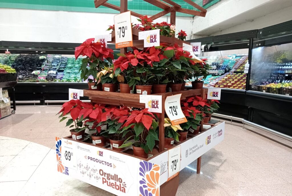 flor de nochebuena de atlixco chedraui 1