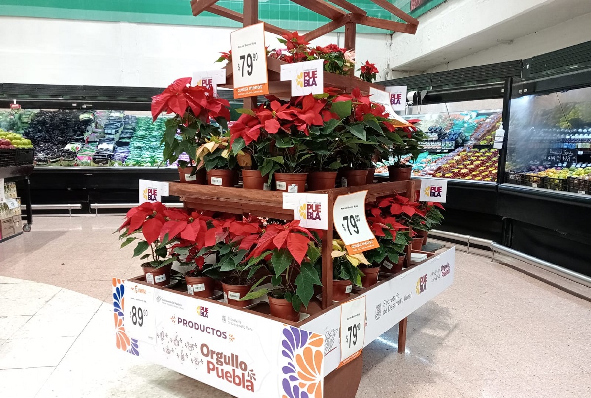 flor de nochebuena de atlixco chedraui 1