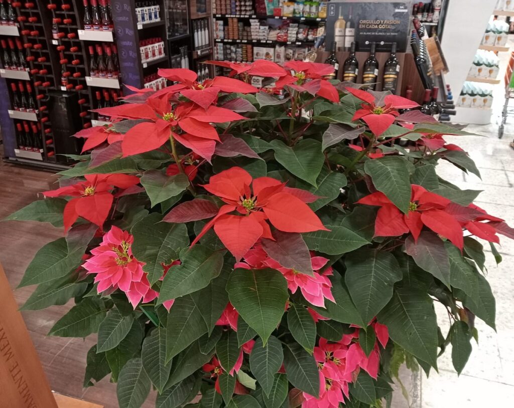 flor de nochebuena de atlixco chedraui