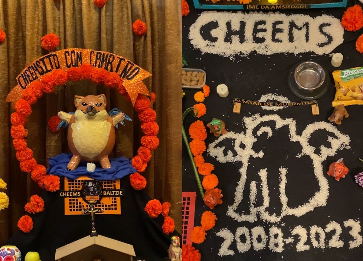 ofrenda de cheems en Puebla