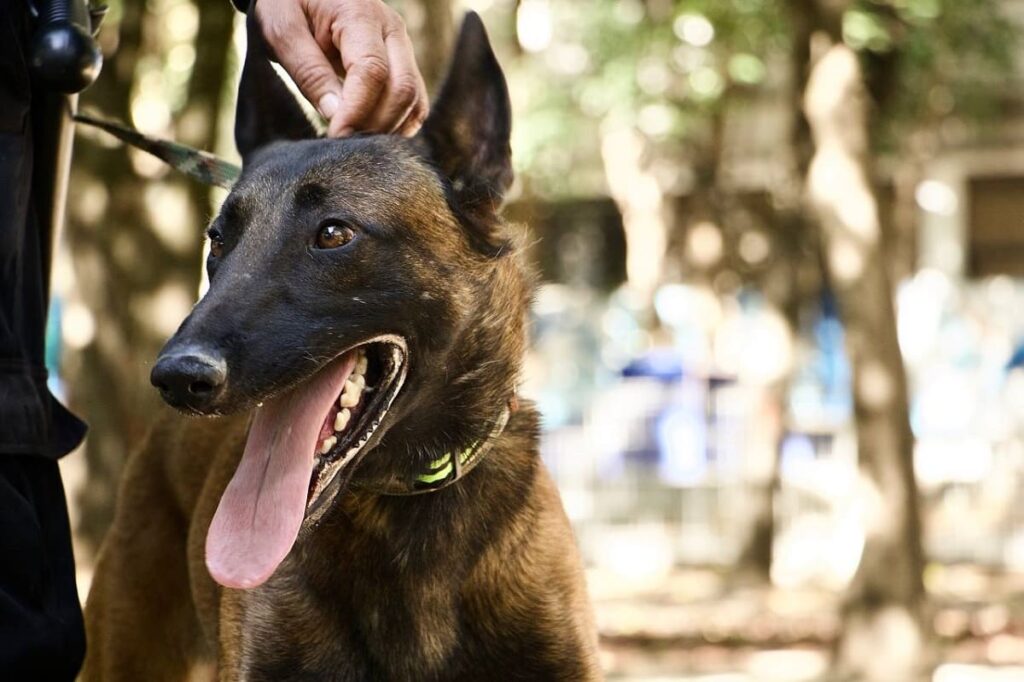 rocky guardian del parque juarez 1