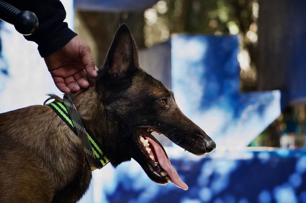 Rocky, el pastor alemán belga rescatado que se convirtió en guardián del Parque Juárez