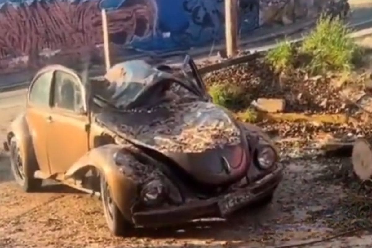 VIDEO: Vocho sobrevive paso del huracán Otis y arranca aunque le cayó un árbol encima 1 Vocho