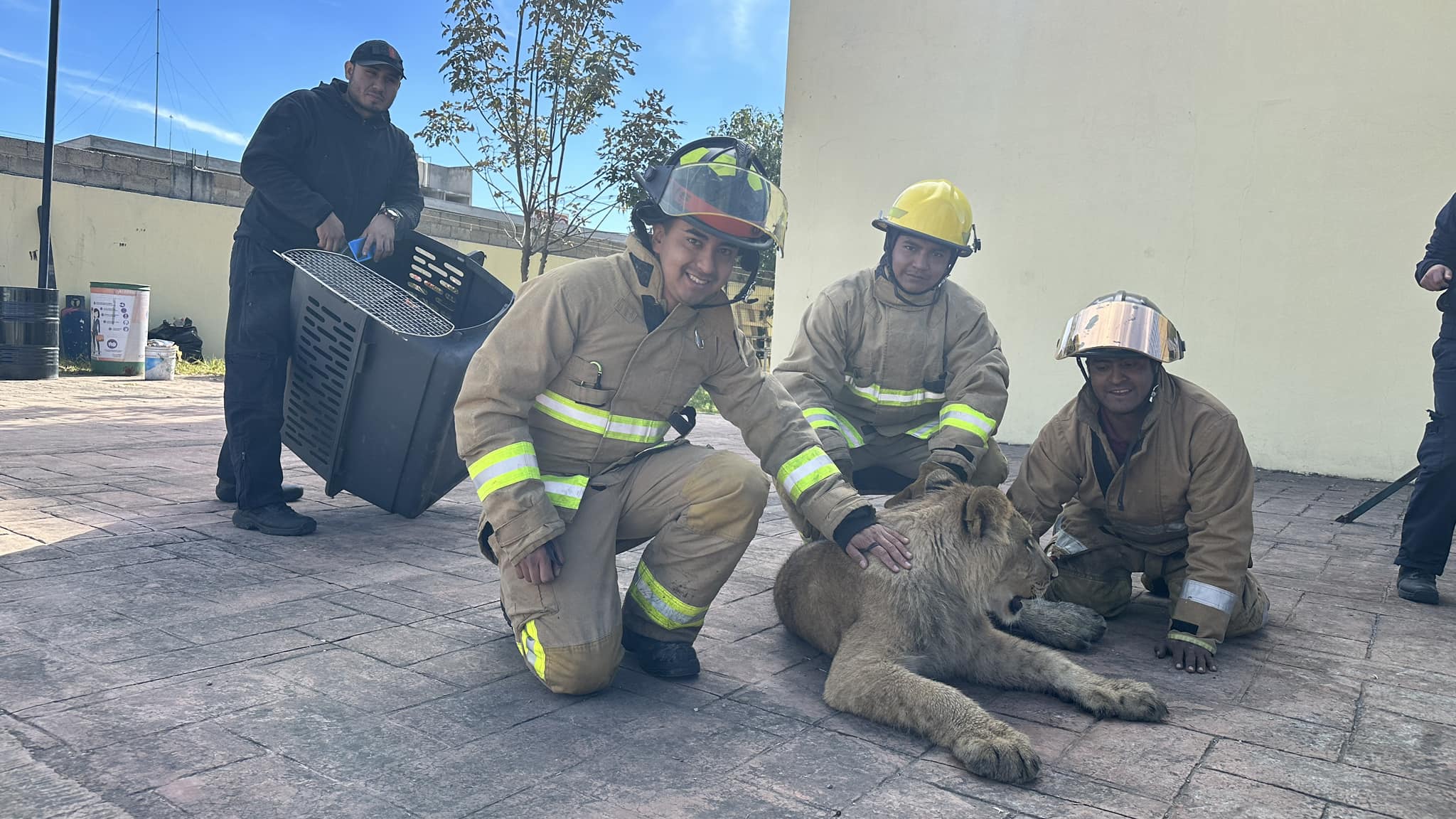 Capturan a un león en calles del Estado de México 1 Leon Xonacatlan