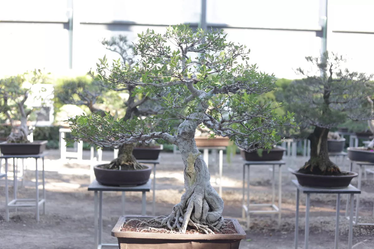 Museo de Bonsai John Naka Entrevista 10