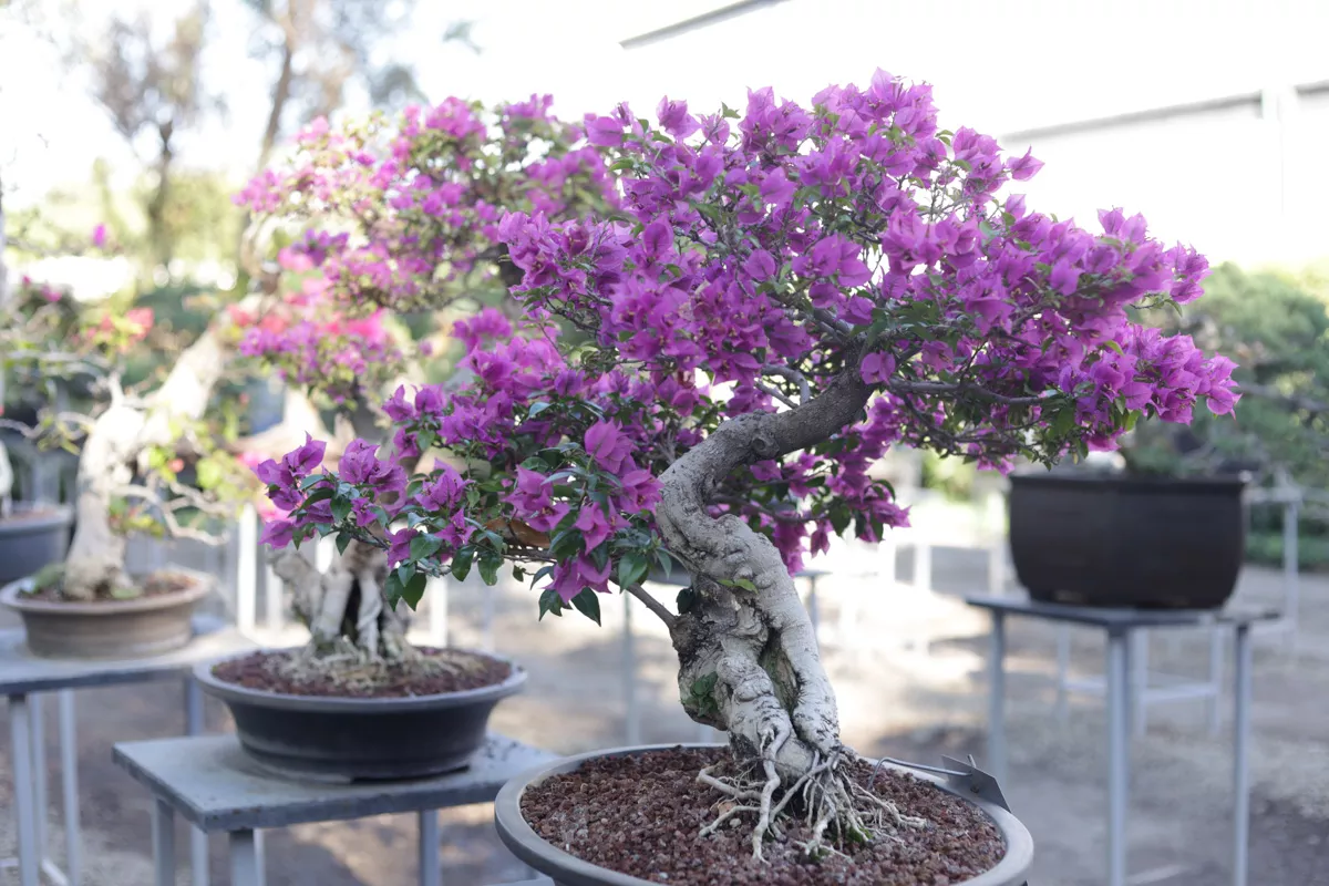 Museo de Bonsai John Naka Entrevista 12