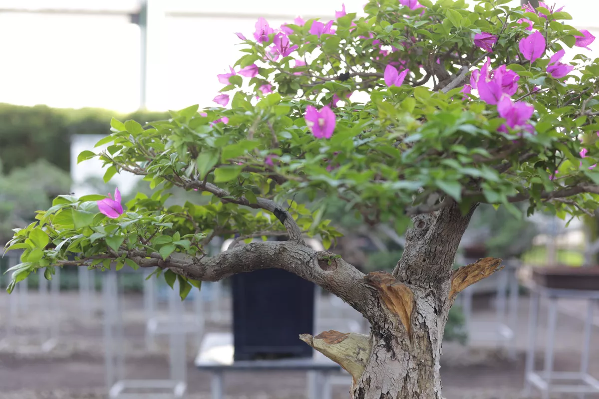 Museo de Bonsai John Naka Entrevista 13