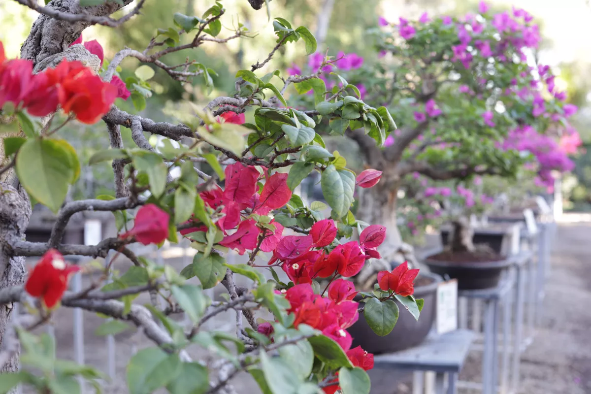 Museo de Bonsai John Naka Entrevista 14