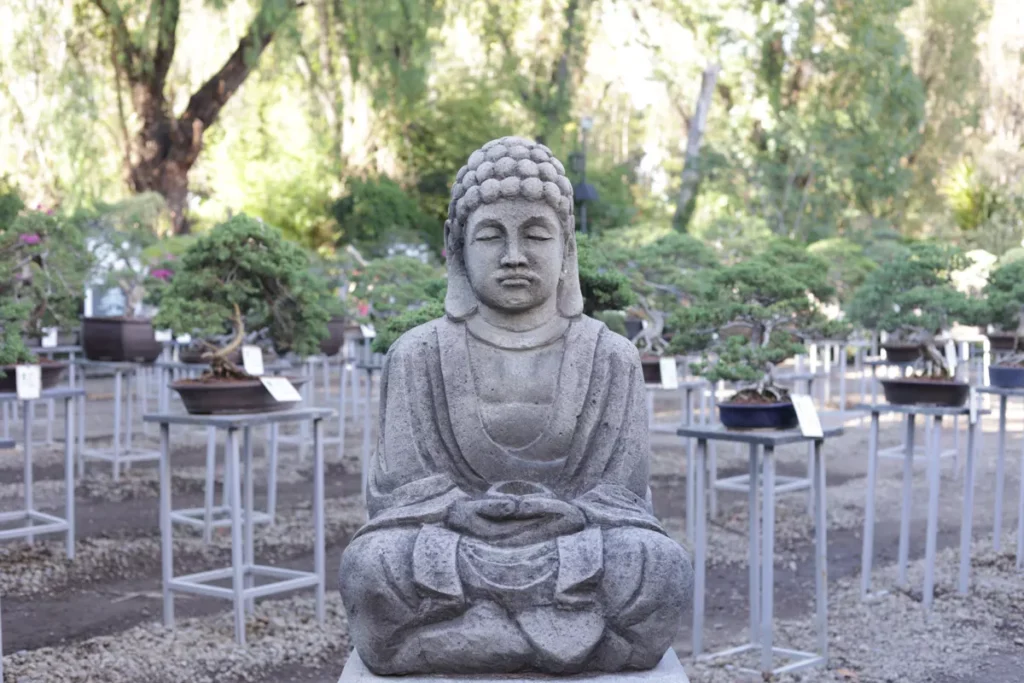 Museo de Bonsai John Naka Entrevista 15