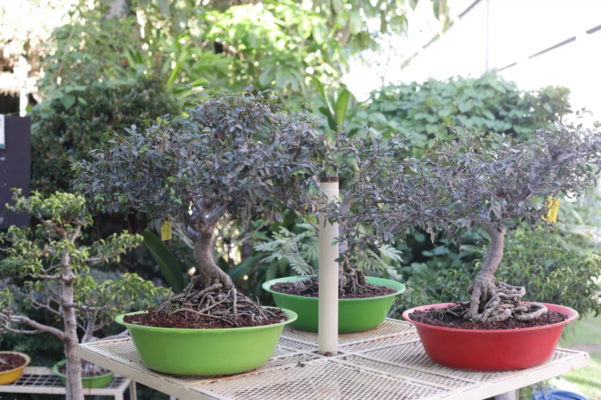 Museo de Bonsai John Naka Entrevista 16