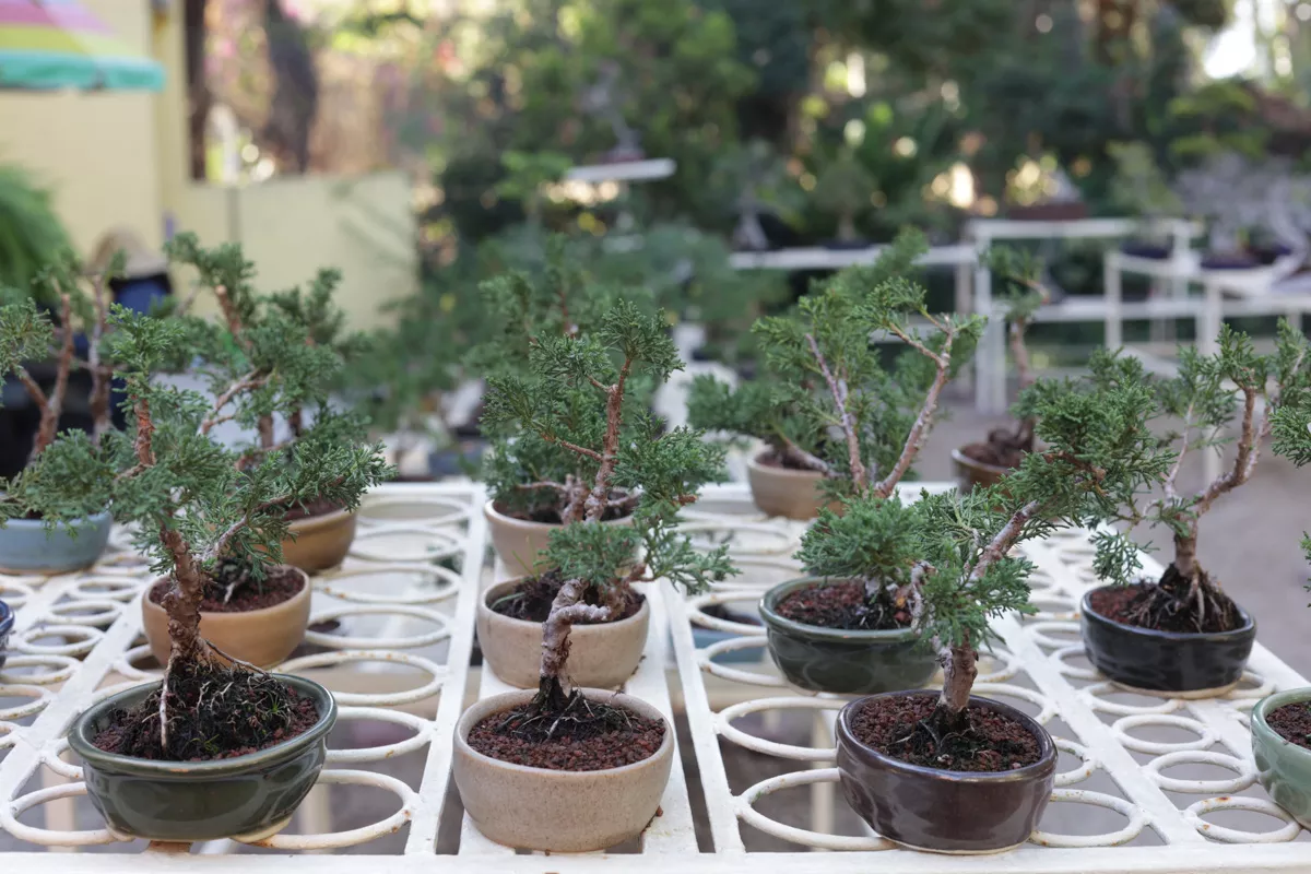 Museo de Bonsai John Naka Entrevista 17