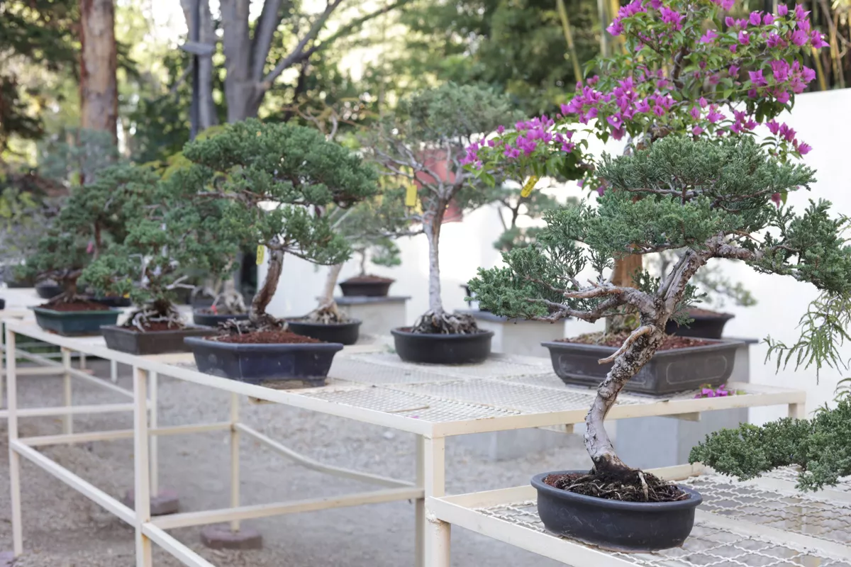 Museo de Bonsai John Naka Entrevista 18