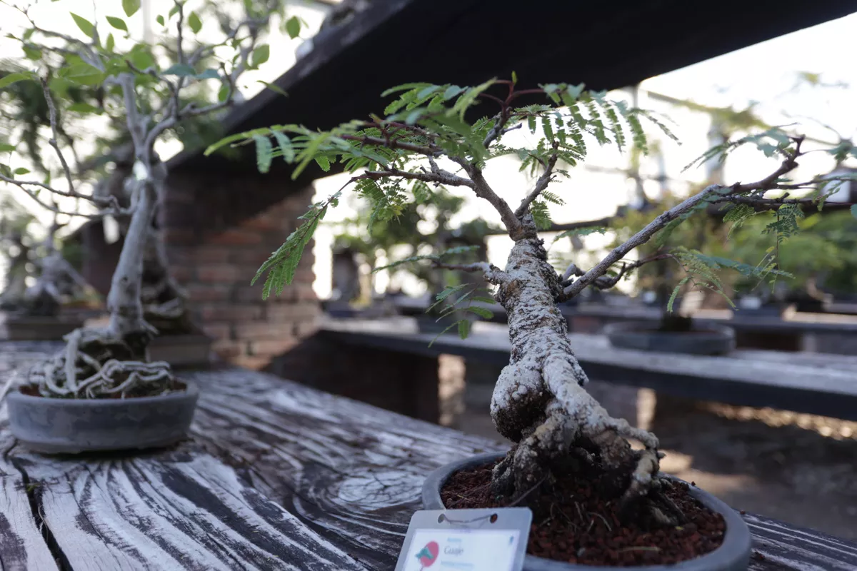 Museo de Bonsai John Naka Entrevista 2