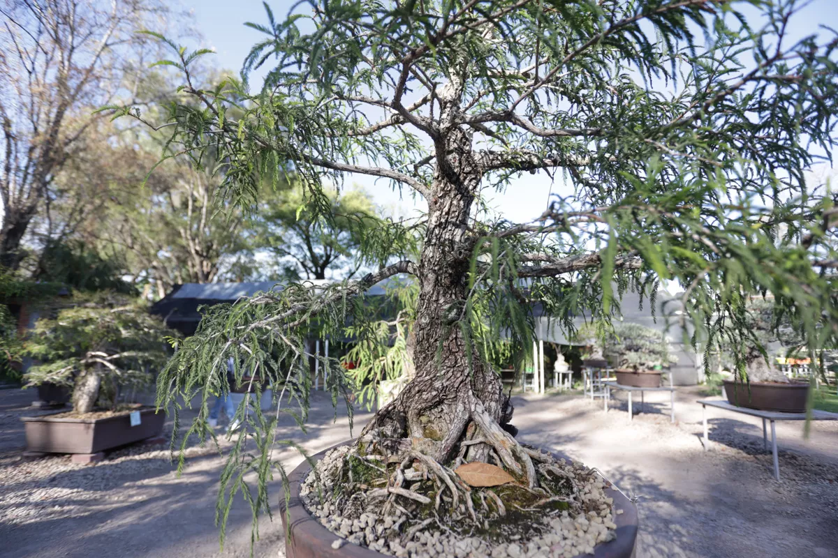 Museo de Bonsai John Naka Entrevista 3