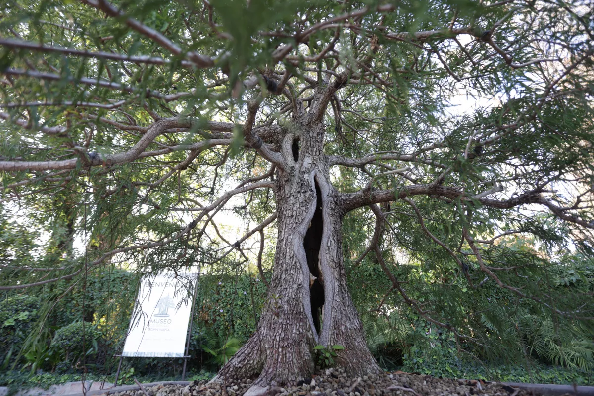 Museo de Bonsai John Naka Entrevista 4