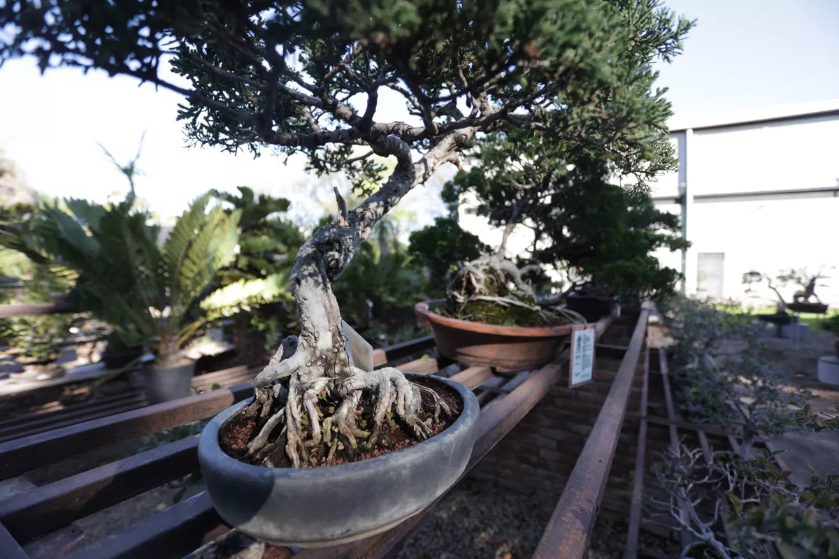 Museo de Bonsai John Naka Entrevista 5