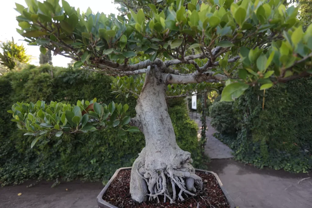 museo de bonsái John Naka en Puebla