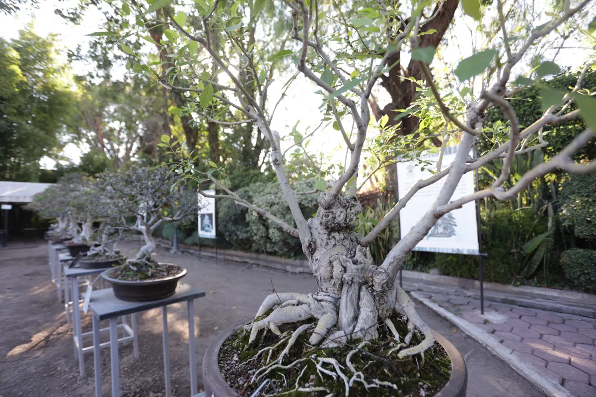 Museo de Bonsai John Naka Entrevista 7