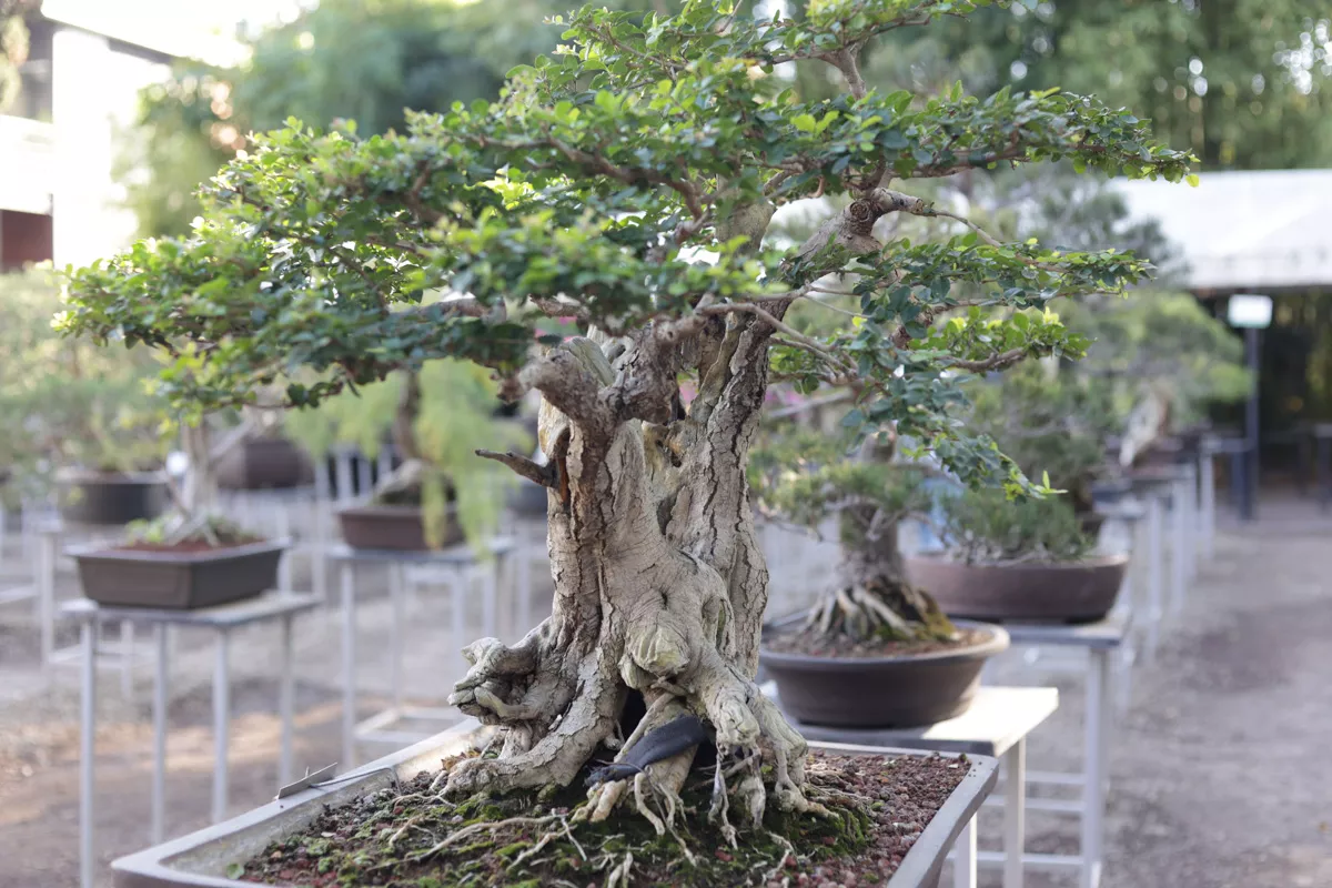 Museo de Bonsai John Naka Entrevista 8