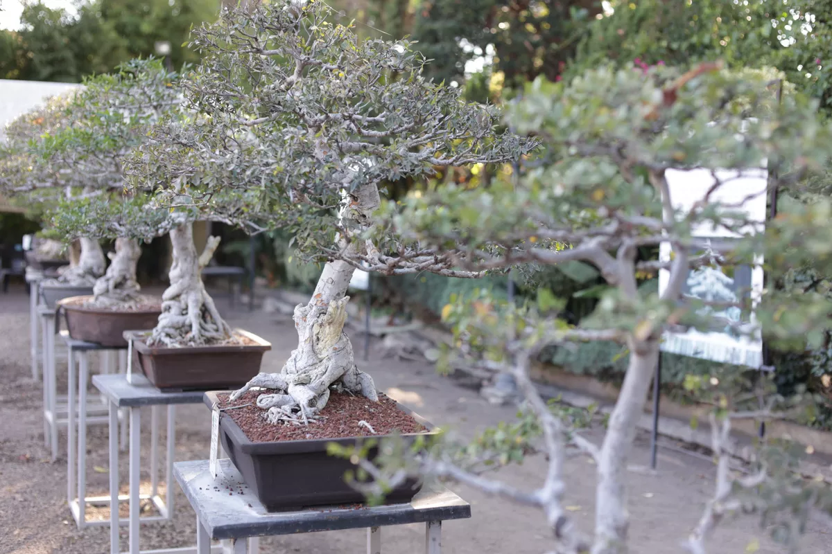Museo de Bonsai John Naka Entrevista 9