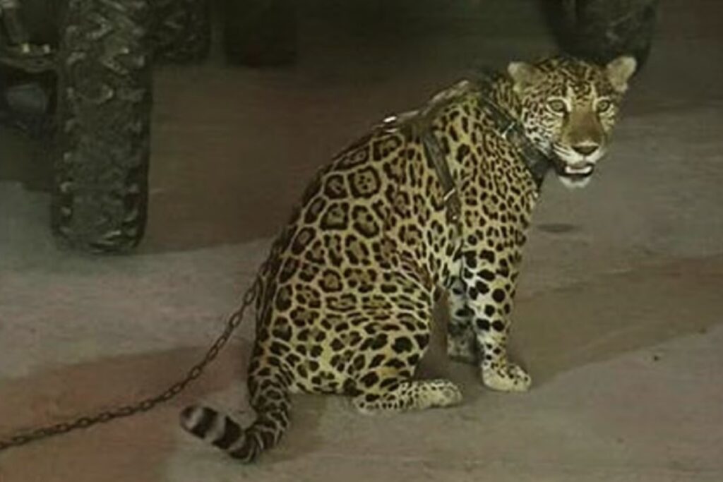 jaguar