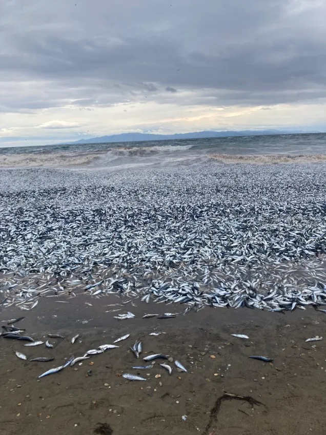 peces muertos en Japón