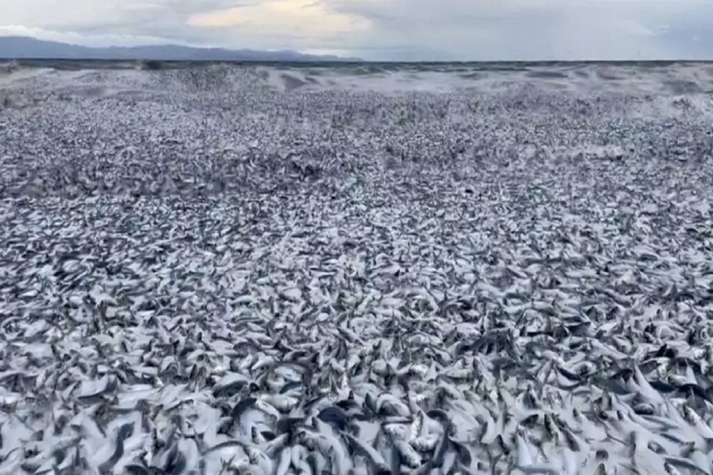 peces muertos en japón