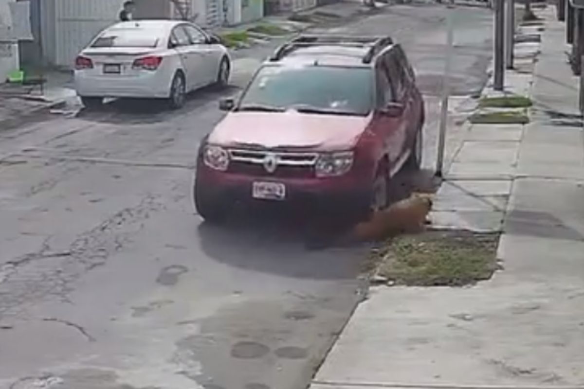 VIDEO: Conductor atropella a perrito en colonia Galaxia, de Puebla capital 1 video de perrito atropellado en colonia Galaxia