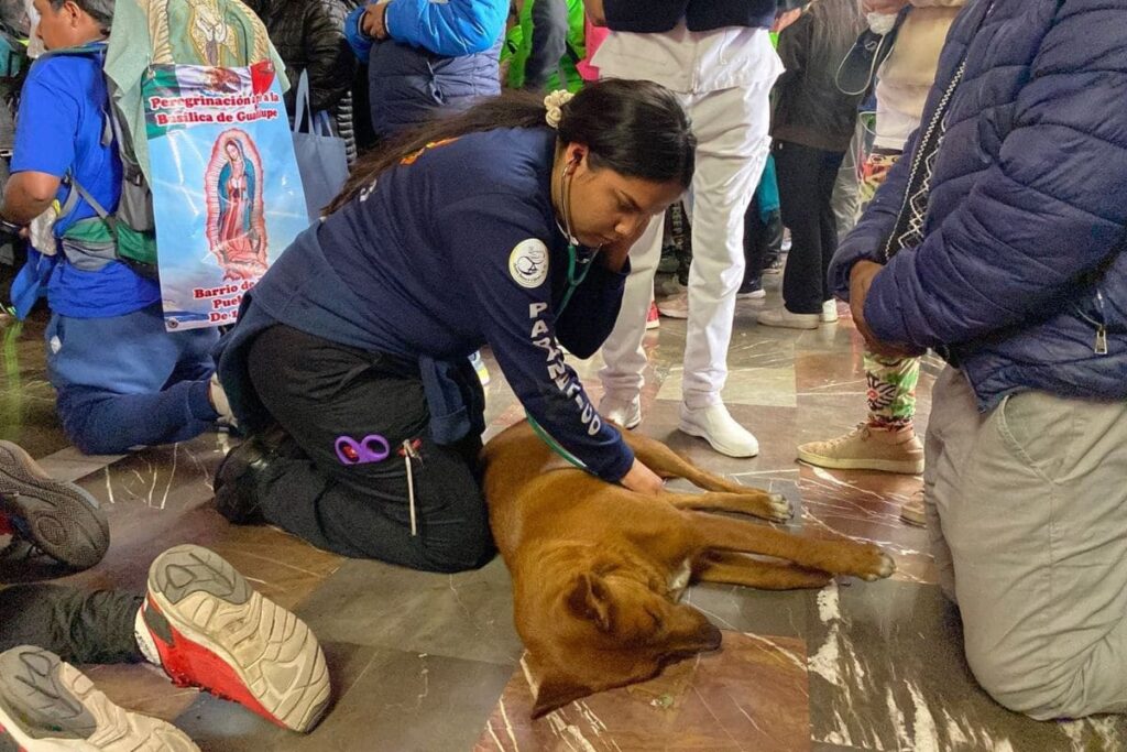 perrito se desamaya en la Basílica de Guadalupe