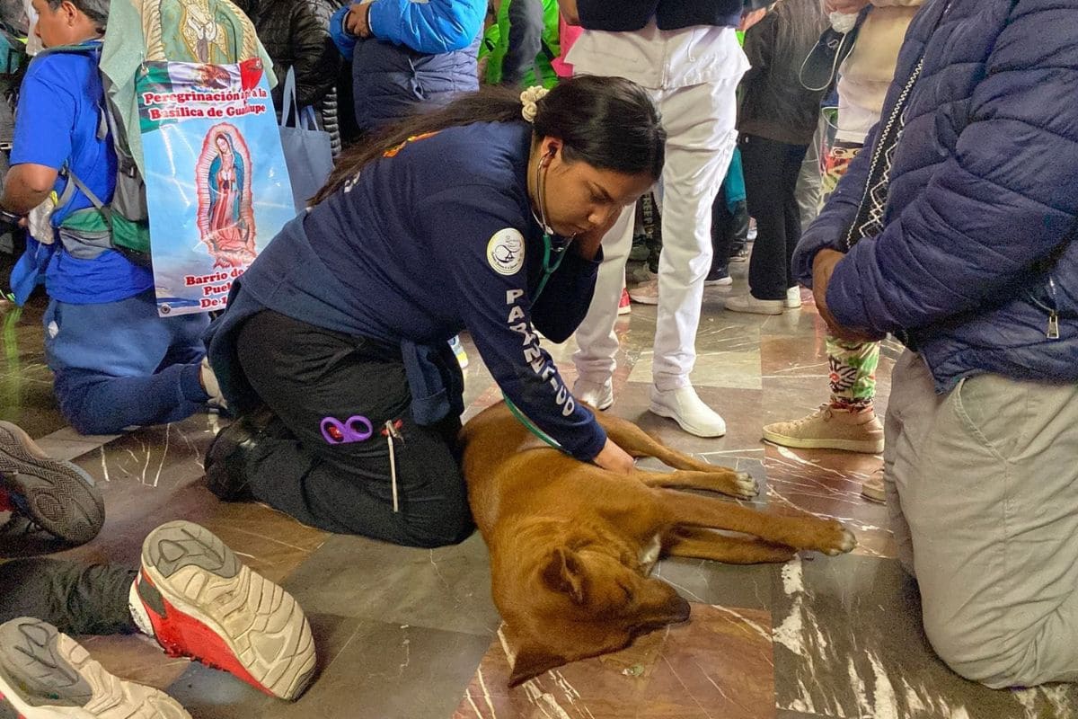 Perrito que se desmaya en la Basílica de Guadalupe es ayudado por estudiantes de medicina 1 perrito se desamaya en la Basílica de Guadalupe