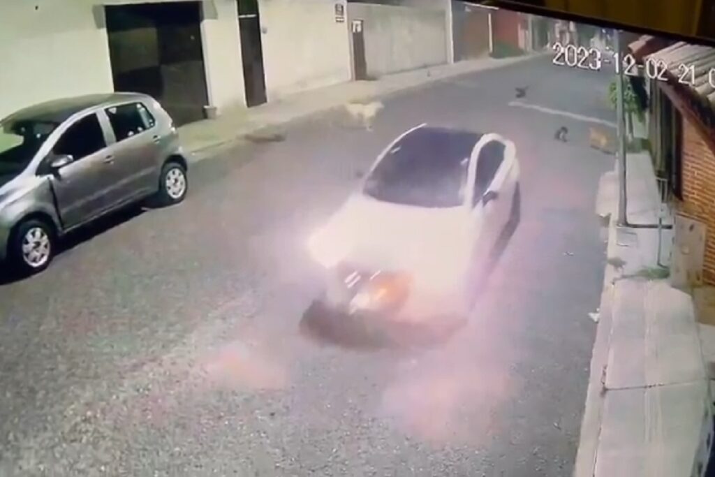 uber mata a perrito en puebla