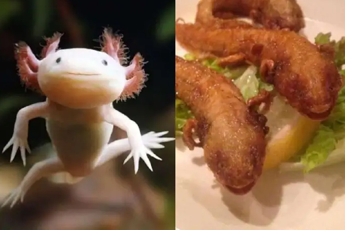 Restaurante japonés vende ajolotes fritos, especie en peligro de extinción 1 ajototes fritos en japón